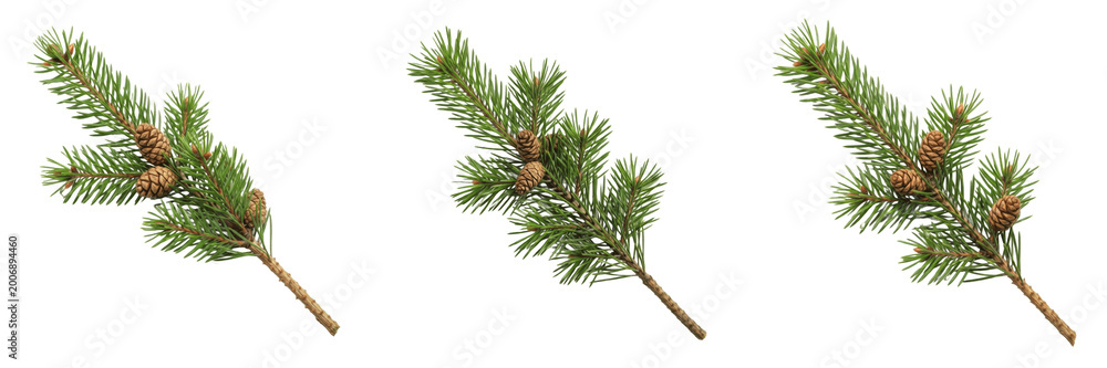 Fototapeta premium Natural Pine Tree Branch with Brown Cone Isolated on Transparent Background, High Quality Evergreen PNG for Winter Holiday Forest Nature and Environmental Design