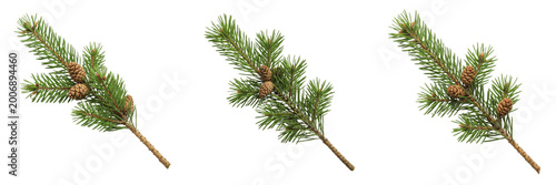 Natural Pine Tree Branch with Brown Cone Isolated on Transparent Background, High Quality Evergreen PNG for Winter Holiday Forest Nature and Environmental Design