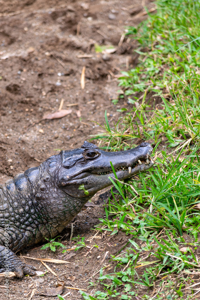 Fototapeta premium Alligator resting near water Colombia zoo close-up teeth
