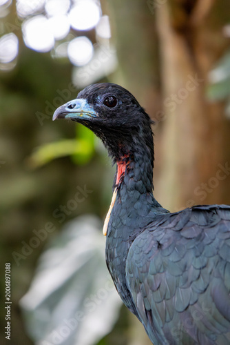 Helmeted guineafowl portrait spotted plumage Colombia zoo