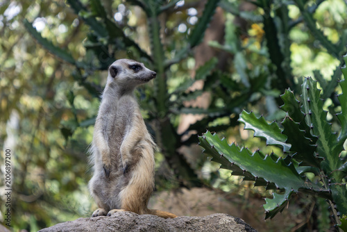 Meerkat peeking between green leaves zoo Colombia close-up