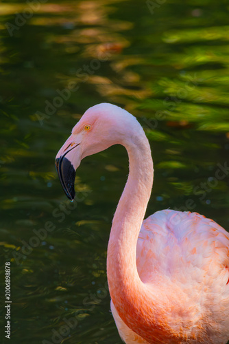 Pink flamingo standing water pink plumage Colombia zoo