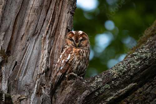 Принти на полотні Tawny owl looking straignt into the camera