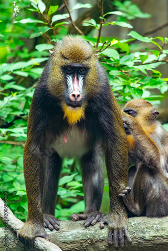 Mandrill male colorful blue red face markings Colombia zoo