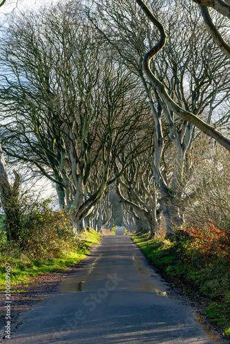 Country road bare winter trees atmospheric light Scotland UK