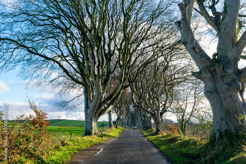 Long avenue bare trees path autumn blue sky Scotland UK