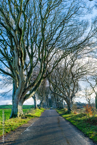 Bare winter trees road atmospheric tunnel Scotland UK countryside
