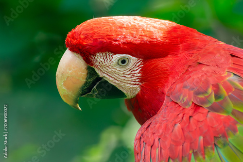 Scarlet macaw red green feathers portrait Colombia zoo