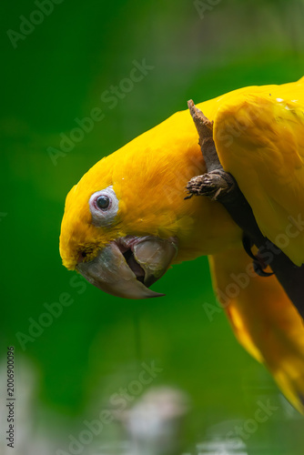 Yellow-headed Amazon parrot perched looking camera Colombia zoo