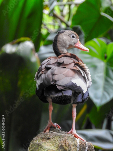 Wattled jacana standing floating vegetation Colombia wetland pond