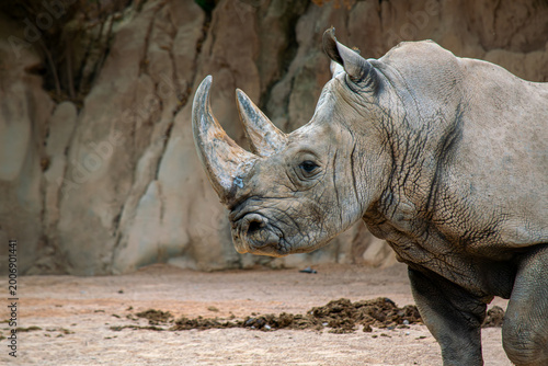 White rhinoceros horn portrait textured skin Colombia zoo