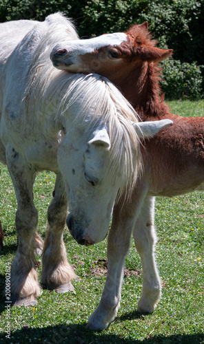 Mother and Foal