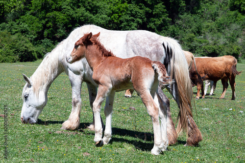 Mare and Foal