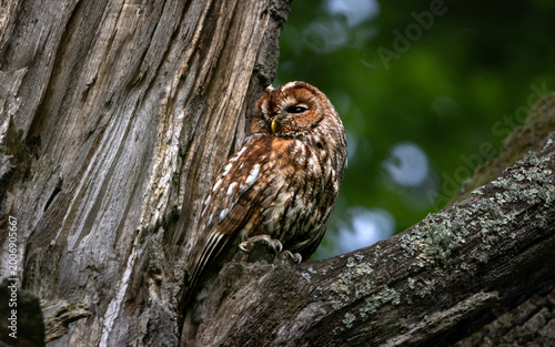 Foto Tawny owl resting on branch