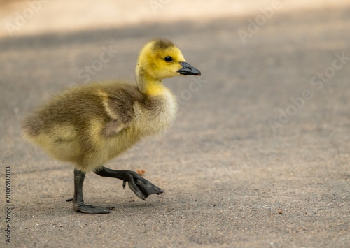 Φωτογραφία Yellow Canada Goose Gosling Takes A Step Forward