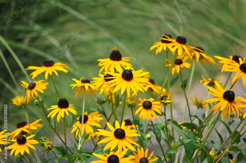 Quadro su tela Black-Eyed Susan Wildflowers in Summer Garden