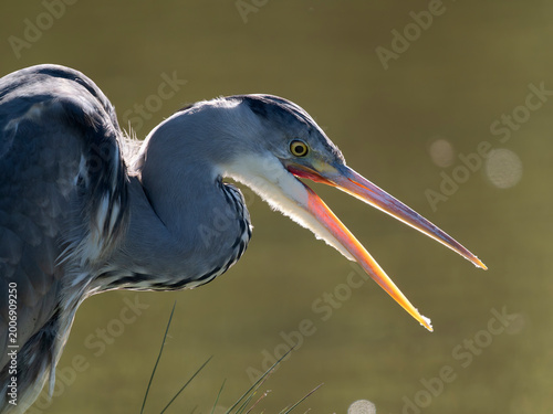 Εκτύπωση καμβά Grey heron, Ardea cinerea