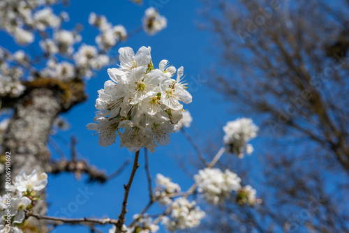 Apfelblüte im Frühjahr