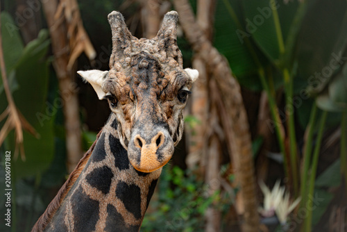 Close-up portrait of a giraffe's face with distinctive patterned fur and ossicones