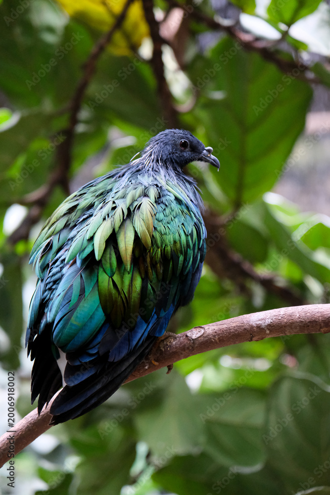 Obraz premium Nicobar pigeon at bird kingdom Niagara