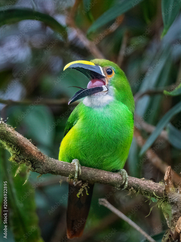 Fototapeta premium Southern Emerald-Toucanet Perched on Mossy Branch in Colombian Forest