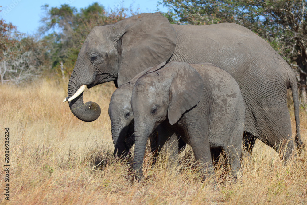 Fototapeta premium Afrikanischer Elefant / African elephant / Loxodonta africana