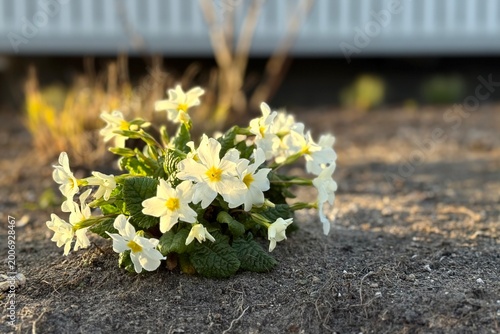 Photography White primroses blooming in sandy garden soil during sunny spring day with soft natural background