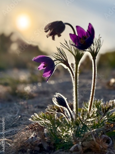 Foto Purple pasque flowers (Pulsatilla vulgaris) blooming at sunset with soft golden light in spring nature