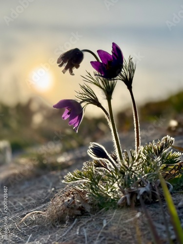 Bild auf Leinwand Purple pasque flowers (Pulsatilla vulgaris) blooming at sunset with soft golden light in spring nature