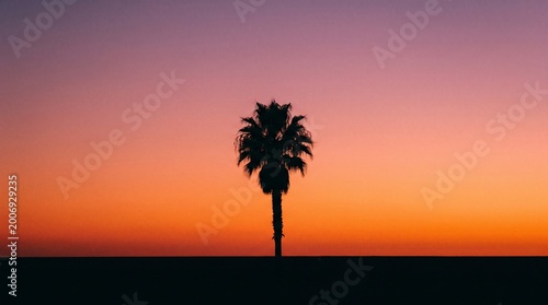 silhouette of tropical palm tree at sunset isolated on transparent background