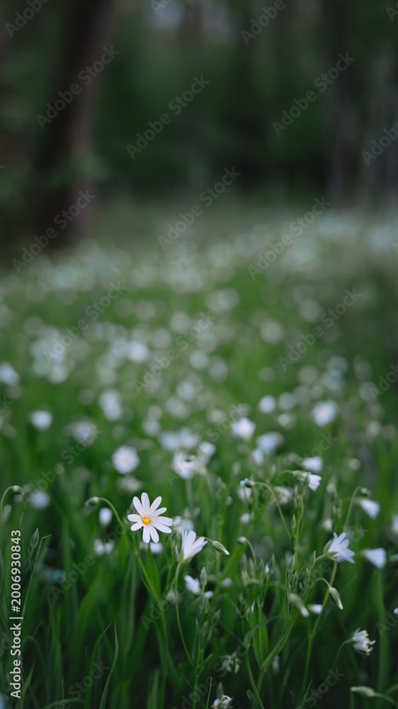 Fototapeta premium Close-up of delicate white wildflowers blooming in green grass with soft bokeh background. Spring nature scene with fresh vegetation, shallow depth of field and calm outdoor atmosphere.