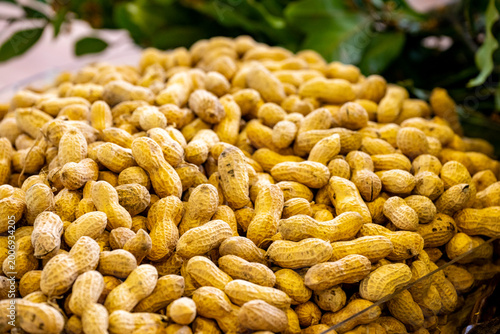 Foto The peanut, also known as the groundnut, goober, goober pea, pindar or monkey nut, is a legume crop grown mainly for its edible seeds, contained in underground pods