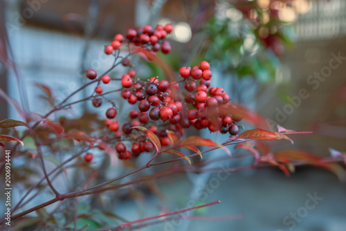 Clusters of small red berries on slender branches, captured in soft natural light with a shallow depth of field, creating a calm and elegant seasonal nature background