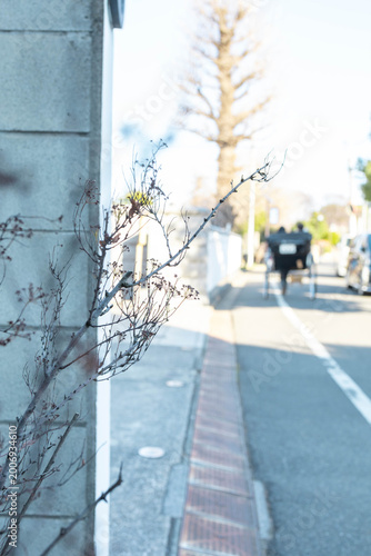 A minimal close-up of a thin, dry branch extending from a wall, captured in soft natural light with a gently blurred urban background, creating a simple and neutral composition suitable for background