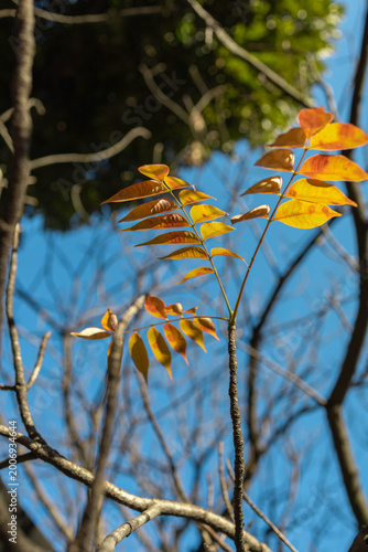 autumn leaves in the forest