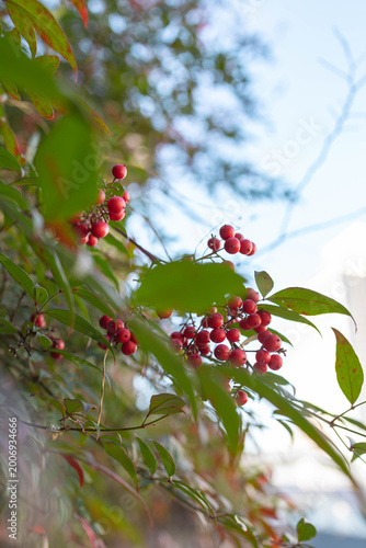 Clusters of small red berries on slender branches, captured in soft natural light with a shallow depth of field, creating a calm and elegant seasonal nature background