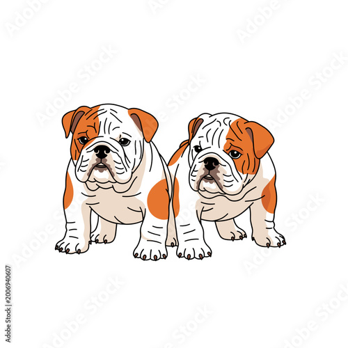 Two English Bulldog Puppies - Concept of Playfulness and Friendship