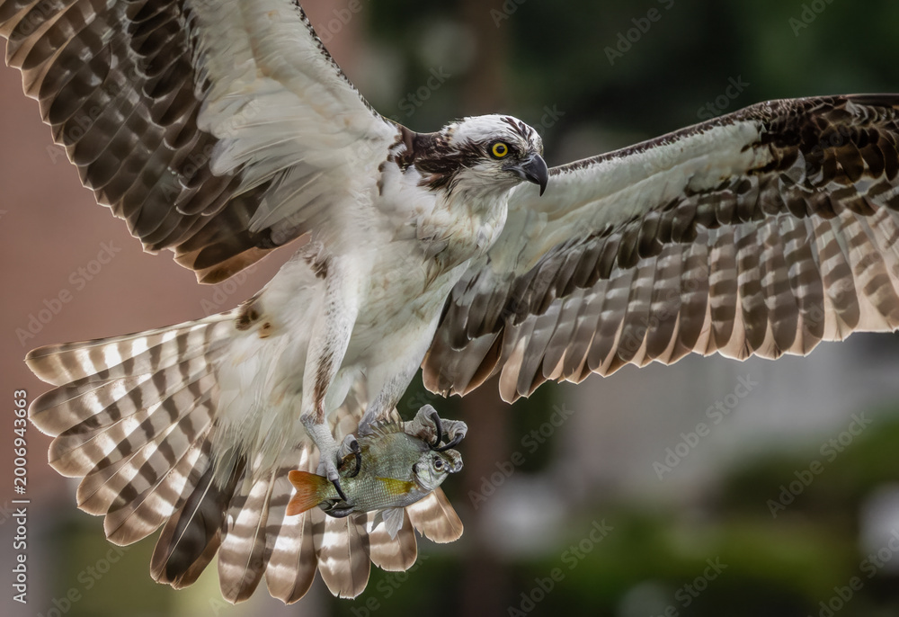 Fototapeta premium Osprey fishing in south Florida 