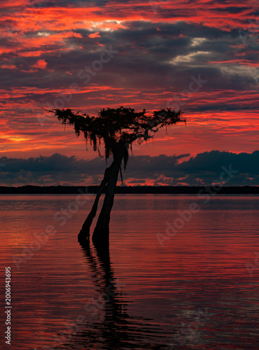 Canvas Print A cypress tree in a lake at sunrise