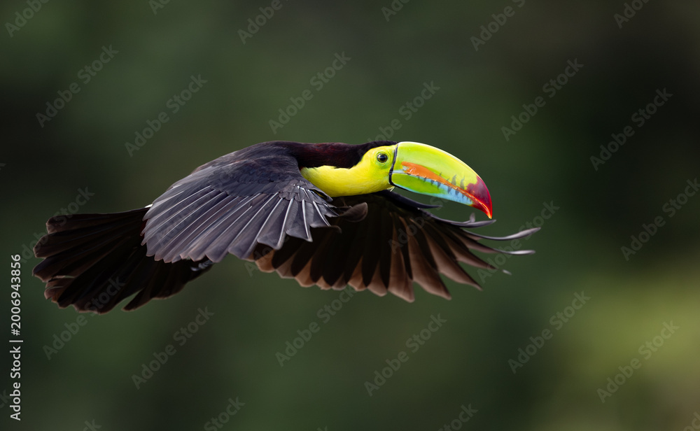 Fototapeta premium A toucan in Costa Rica