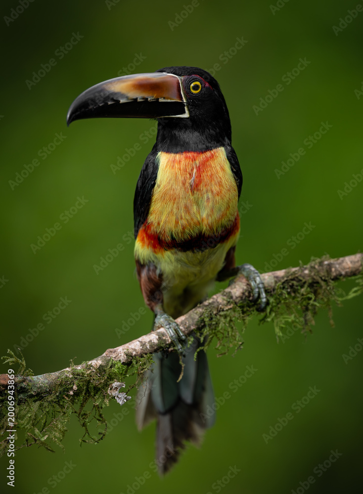 Fototapeta premium A toucan in Costa Rica