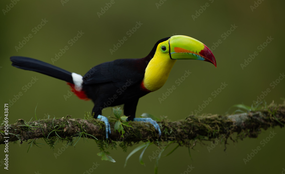 Fototapeta premium A toucan in Costa Rica