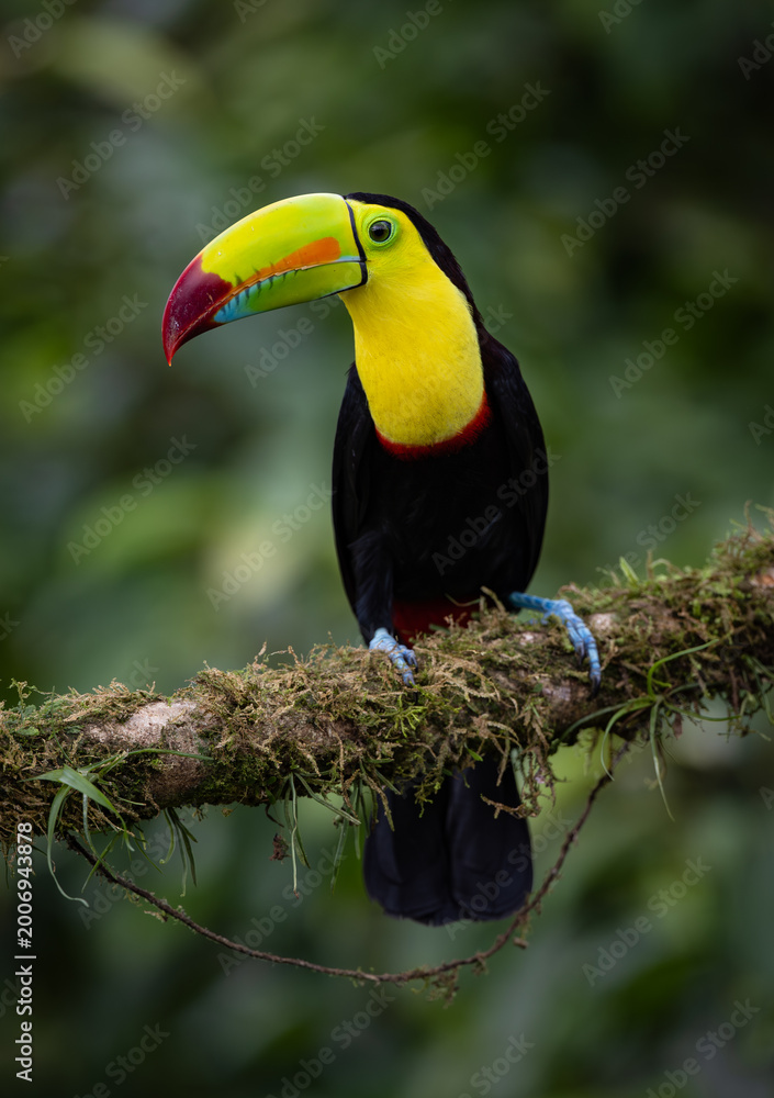 Fototapeta premium A toucan in Costa Rica