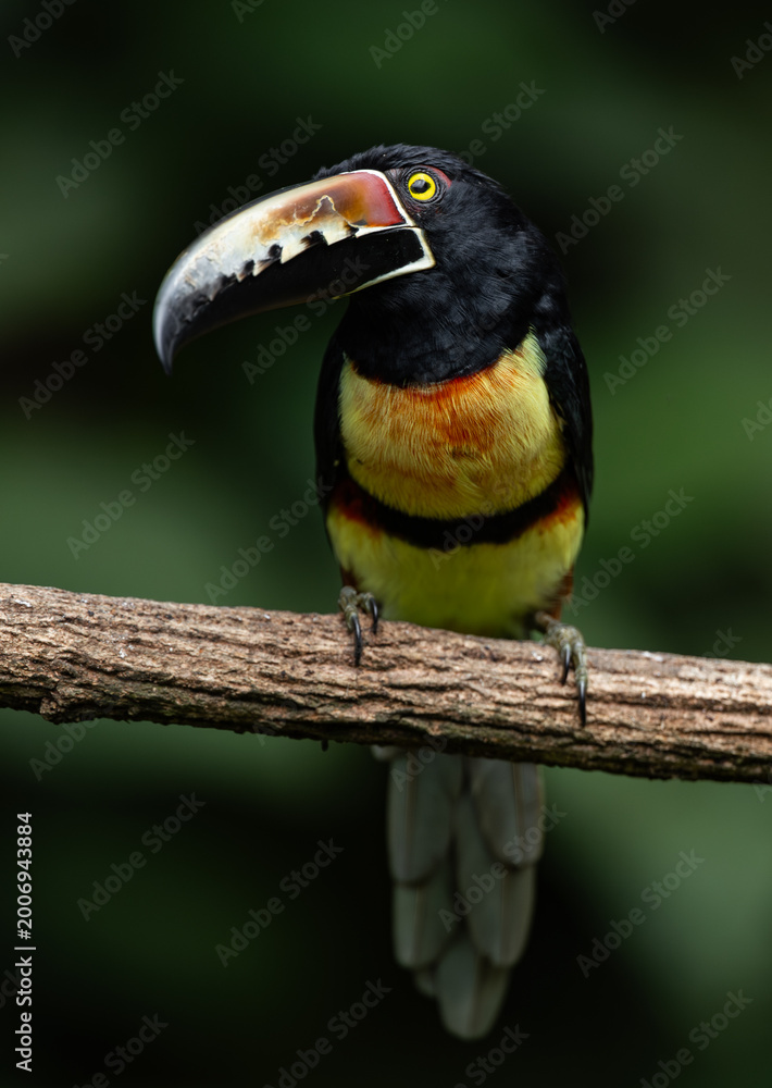 Obraz premium A toucan in Costa Rica 