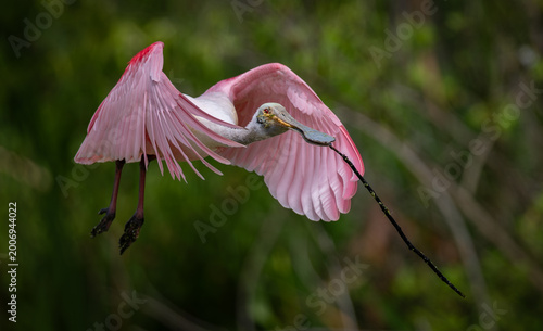 Foto A roseate spoonbill in Florida