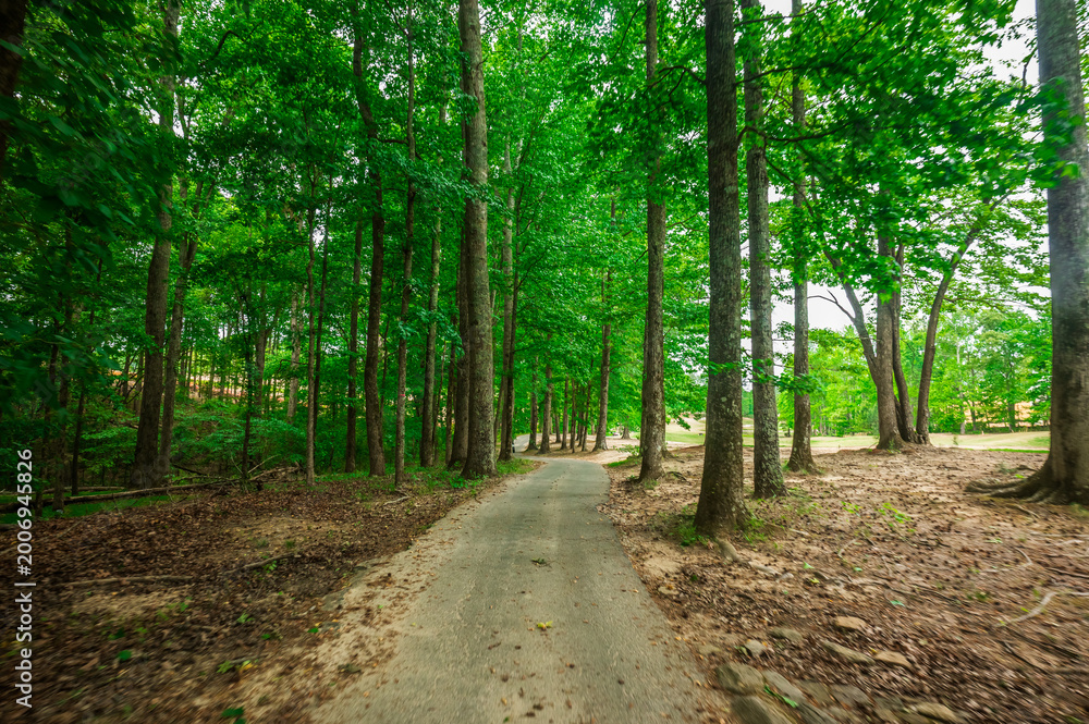 Fototapeta premium The trail never rushes—just flows, The Château Élan Golf Club, Braselton, Georgia, United States of America