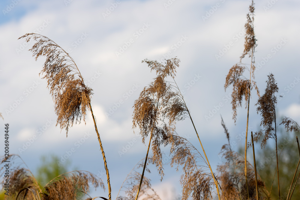 Obraz premium Dried reeds swaying against a blue sky with clouds