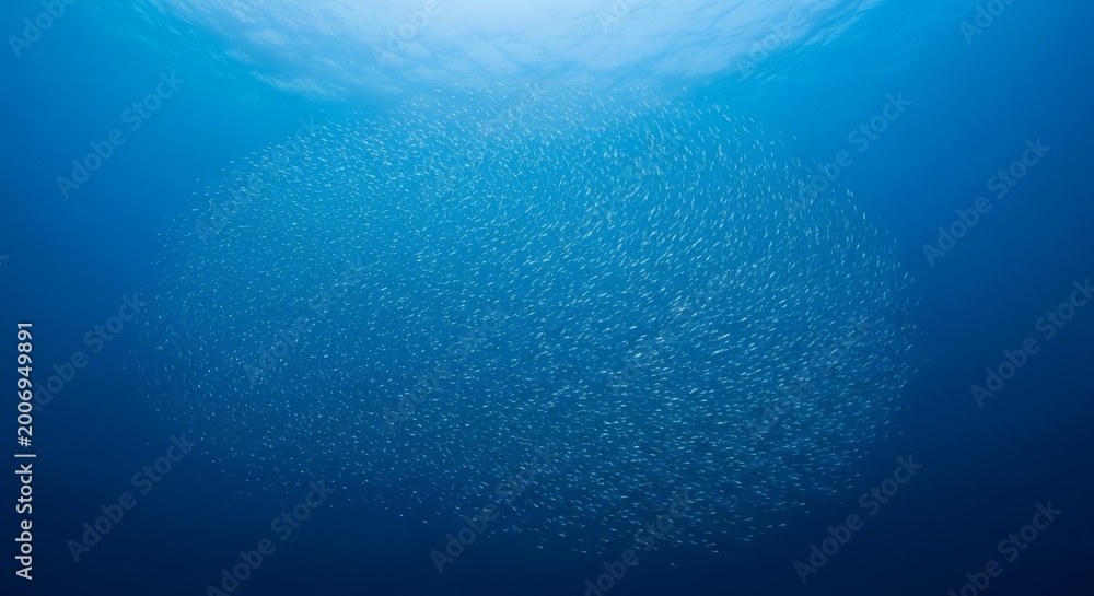 Naklejka premium A Massive School of Small Fish Swimming Together in the Deep Blue Ocean Under Sunlight