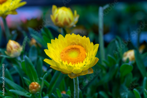 Fotografia Yellow strawflower Helichrysum bracteatum blooming in garden