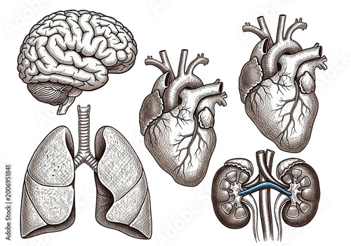 Hand drawn human internal organs set with brain heart lungs and kidneys on a transparent background